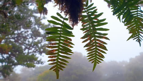 Close-up-shot-of-oil-palm-plant-during-rainy-and-cloudy-day-outdoors