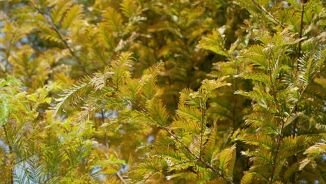 bright sunlight with metasequoia tree foliage in autumn season