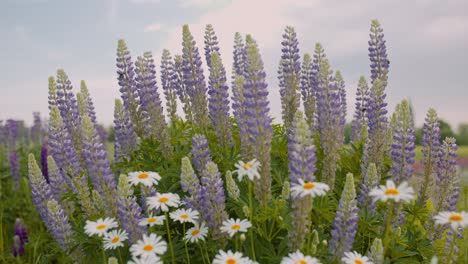 Blühende-Blumen-Im-Garten-Bei-Sonnenaufgang