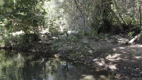 Moving-shot-of-river-approaching-its-edge-with-beautiful-forest