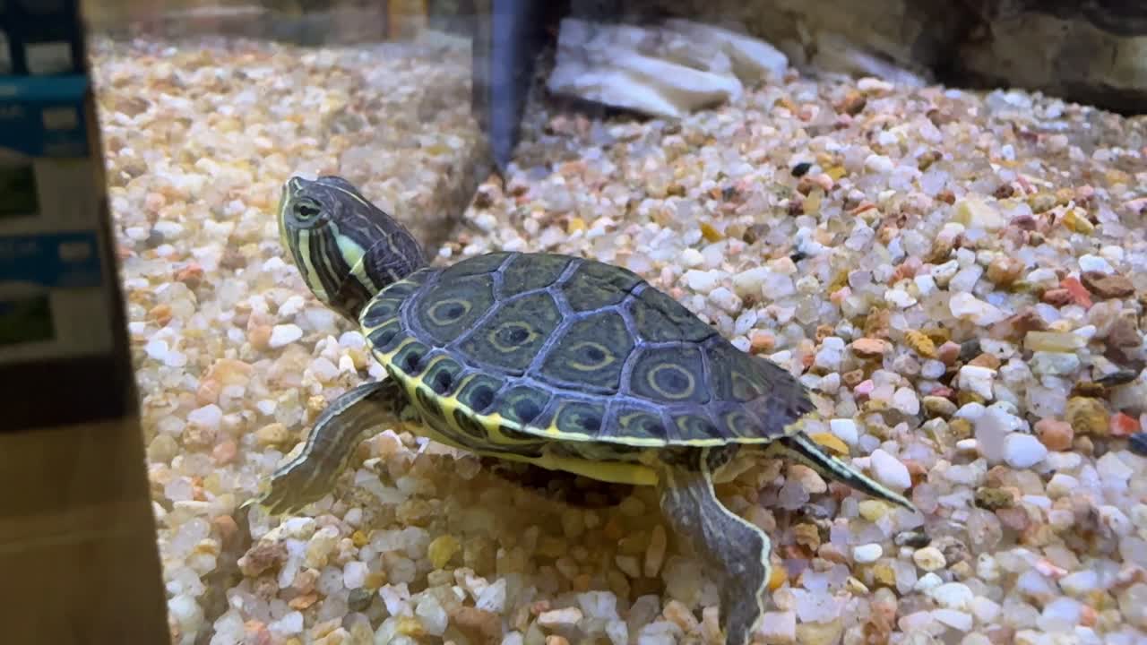 Small Turtle in an Aquarium