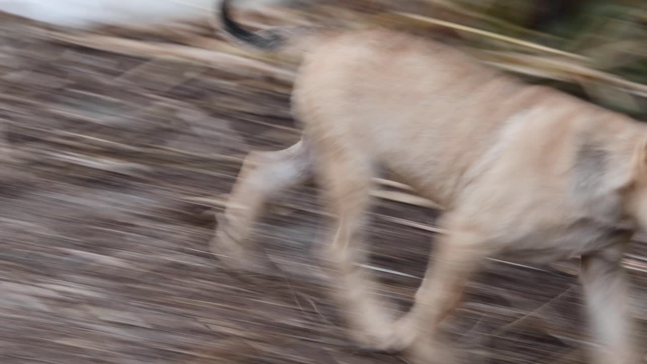 Light brown puppies run and pause on grassy ground, natural daylight, slight motion blur, handheld