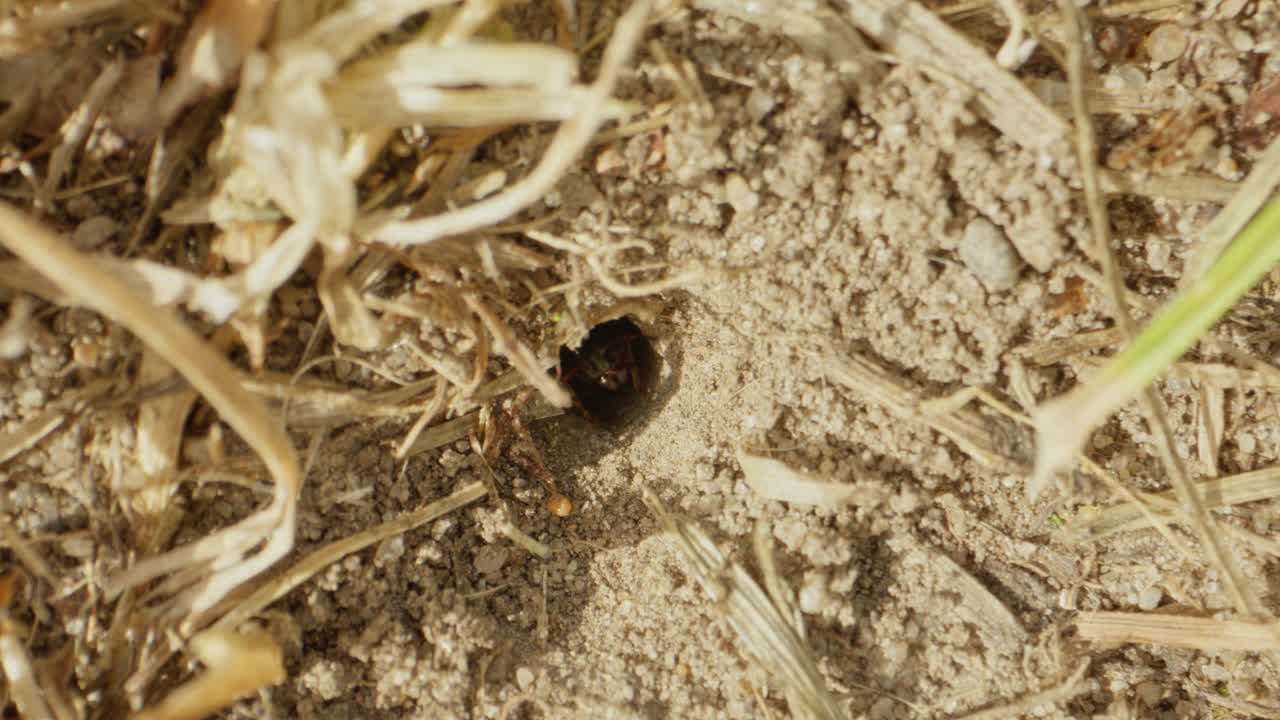 Ant navigates fine sandy textures, slow motion shows leg coordination and antenna motion