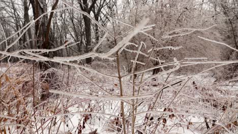 a very low to the ground horizontal pan of many frozen plants