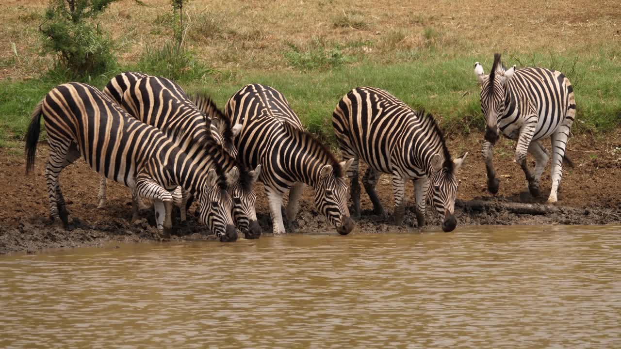 Sfavillante mandria di zebre cammina verso il bordo di uno stagno africano fangoso per abbeverarsi.