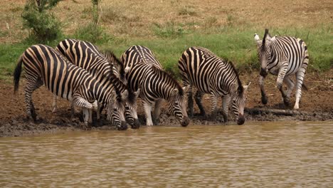 Dazzling-herd-of-Zebras-walk-to-edge-of-muddy-African-pond-to-drink