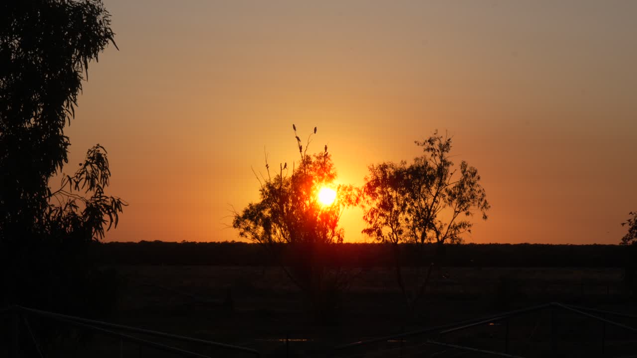 aves de silueta sentadas en un árbol lejano con la puesta del sol
