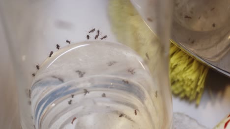 hormigas azucareras arrastrándose por el interior de los platos en el fregadero, cerca