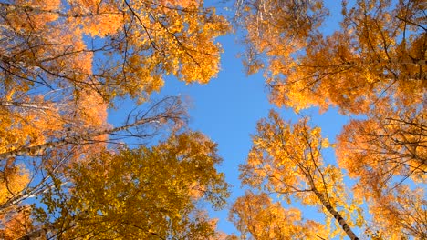 el bosque de otoño contra el cielo azul.