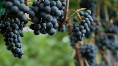 disparo constante con uvas
