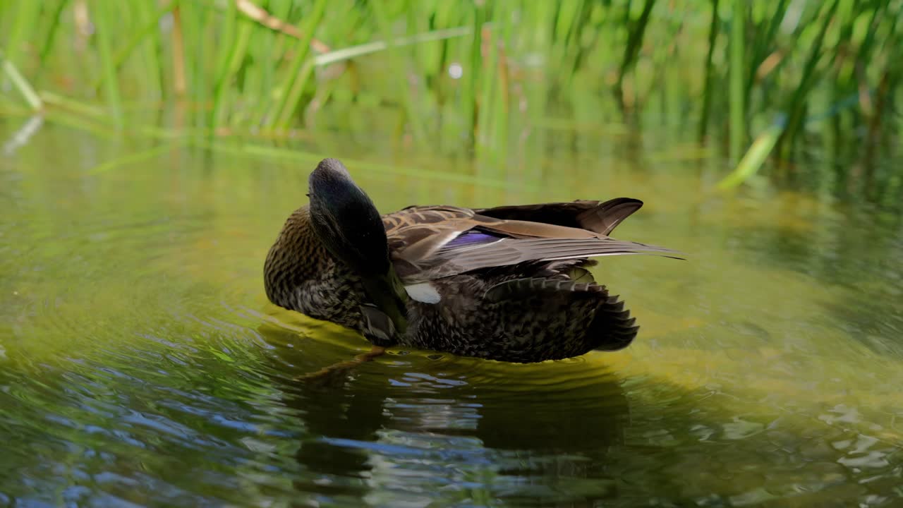 Germano reale selvatico che si pulisce le piume e beve acqua dal lago in un parco in una giornata di sole.
