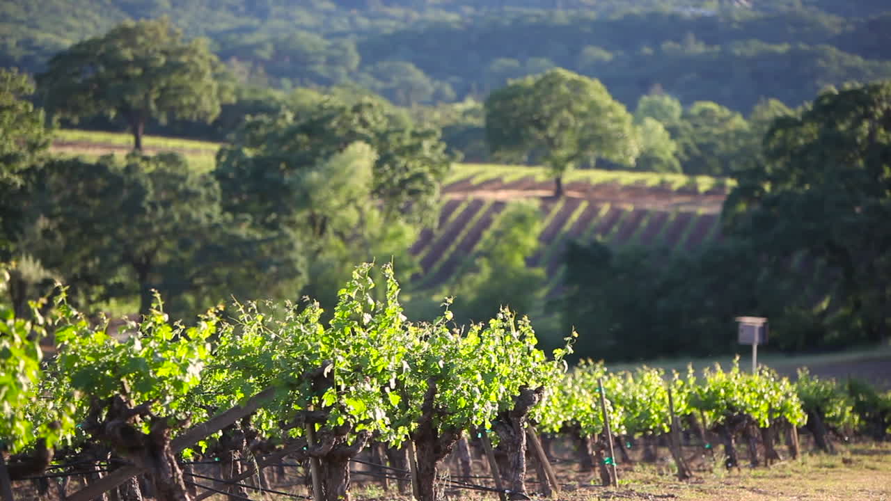 Bella inquadratura sulla regione vinicola della Napa Valley.