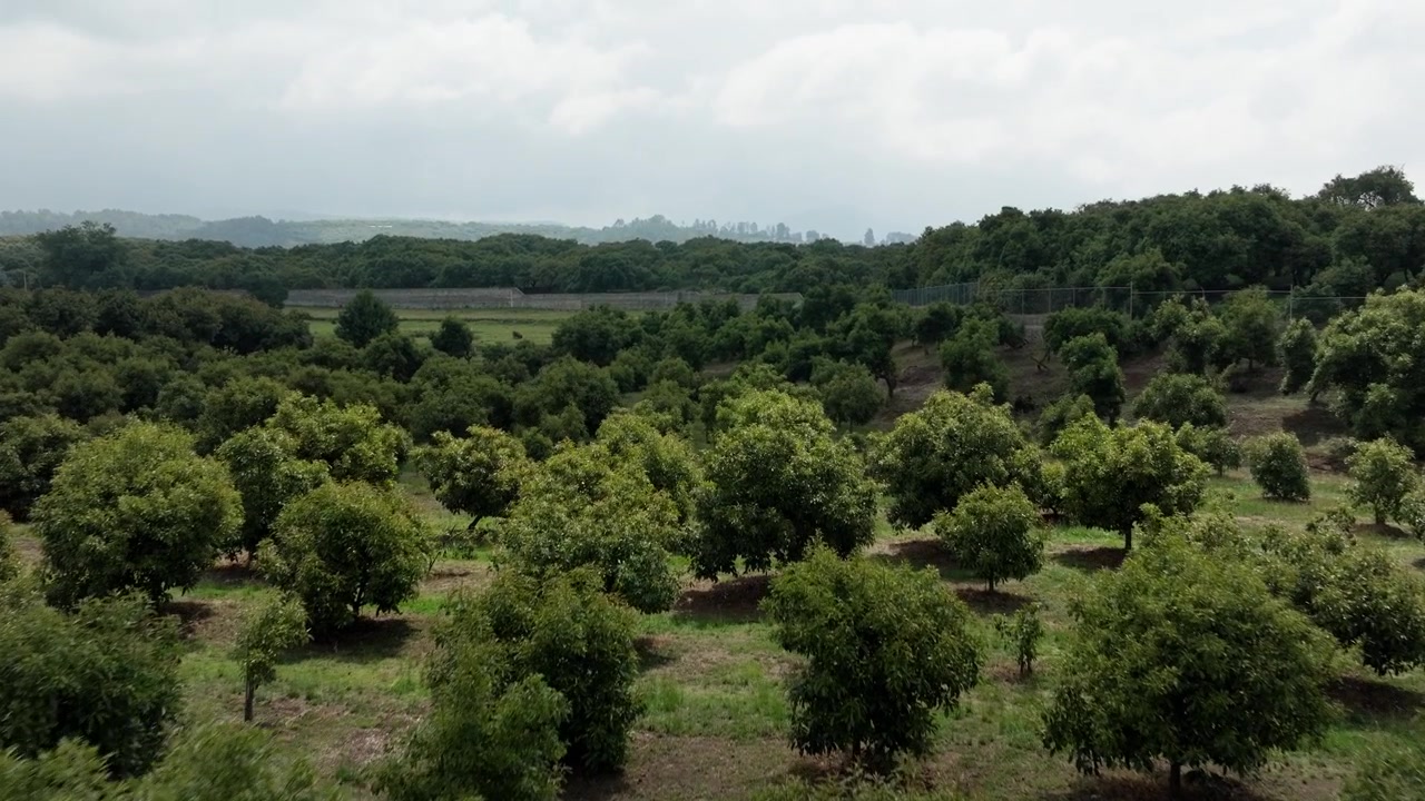 Neatly spaced avocado trees forming grid pattern across cultivated farmland landscape, aerial drone overview