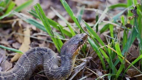 Video-Estático-De-Primer-Plano-De-Una-Serpiente-De-Agua-Adulta-De-Vientre-Plano