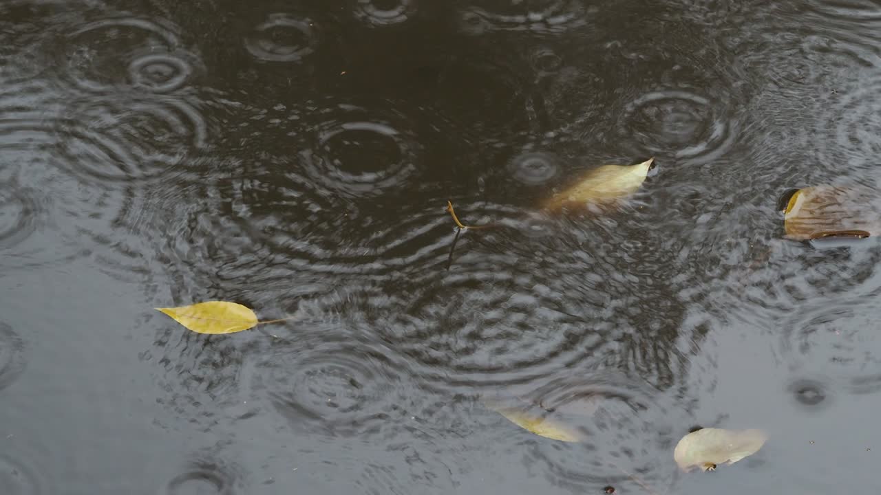 rain circles and leaves in puddle on street in autumn rain