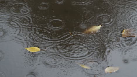 rain circles and leaves in puddle on street in autumn rain