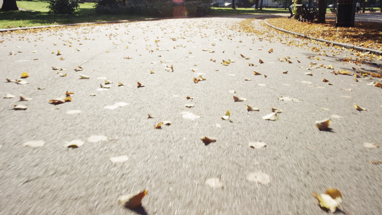 느린 움직임 앞으로 추적  ⁇  아름다운 나무 가을  ⁇ 빛