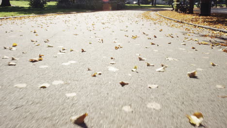 slow motion forward tracking shot beautiful trees autumn sunshine