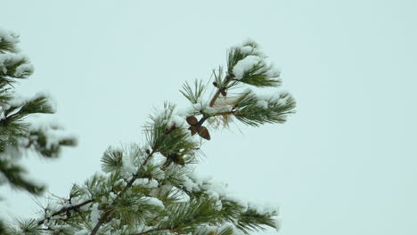 snow falling lightly on and around beach-side,white pine evergreen trees, during a winter day in maine