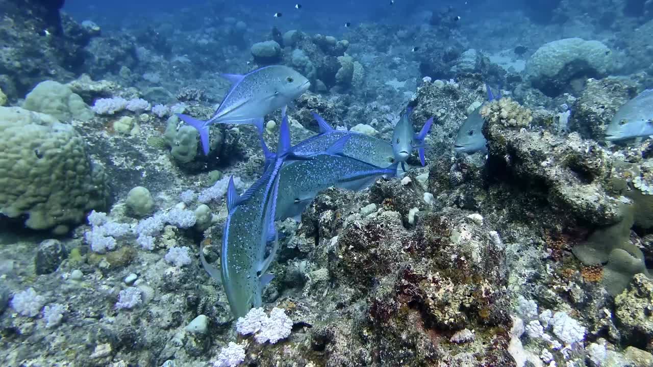 サンゴ礁で餌を探すアオチヒラアジの群れ。