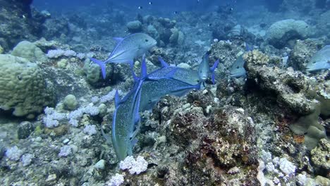 group of bluefin trevally searching for food on coral reef