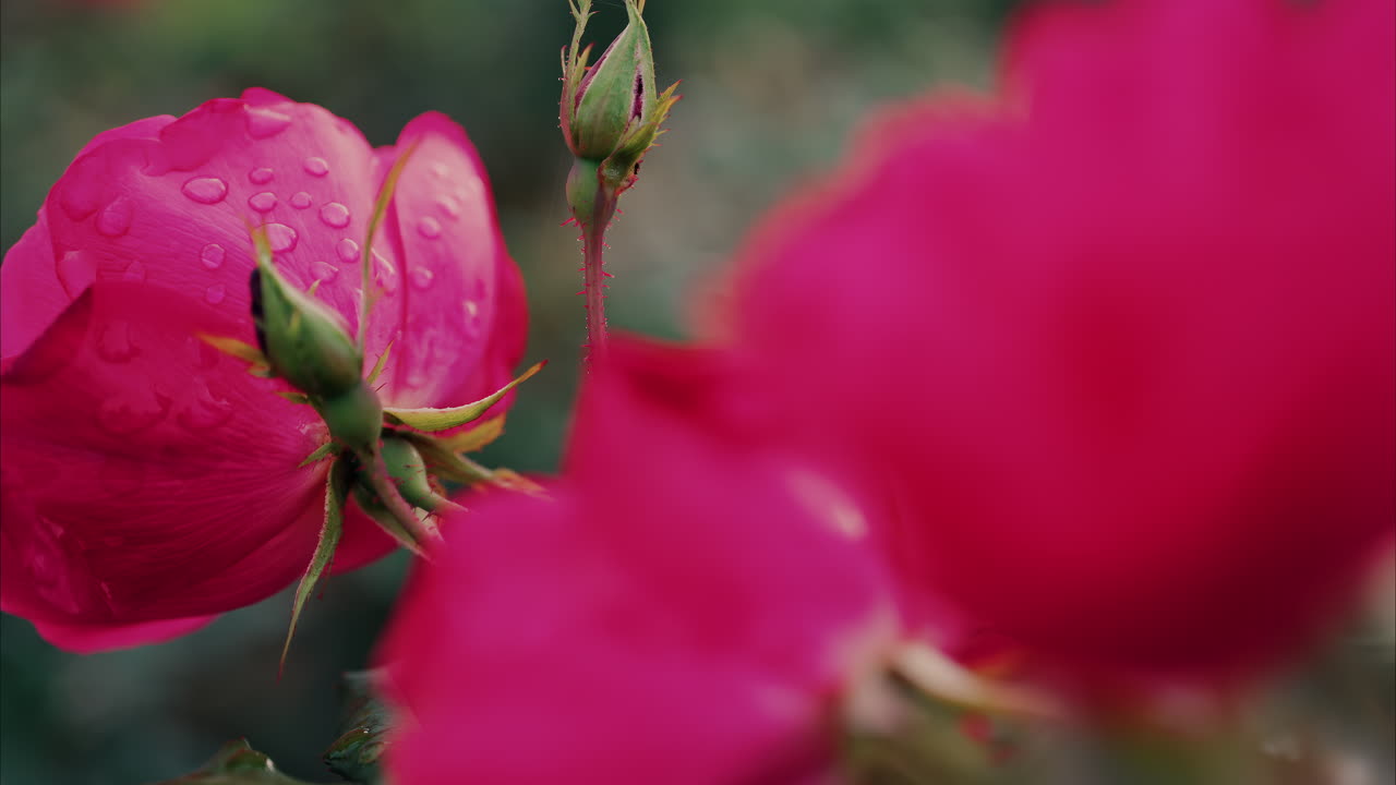 Close up of pink roses with water drops in a garden