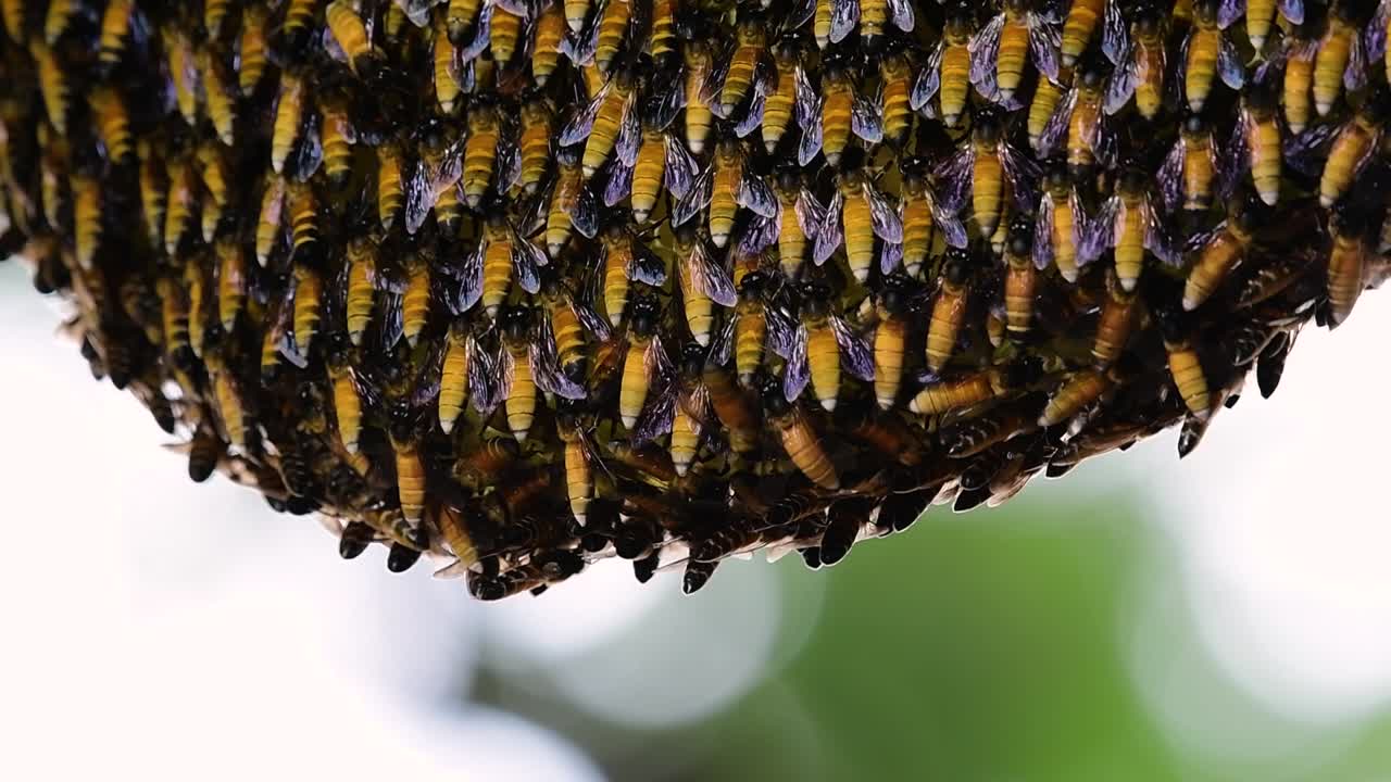 se sabe que las abejas melíferas gigantes construyen grandes colonias de nidos con bolsillos simétricos hechos de cera para almacenar miel como fuente de alimento.