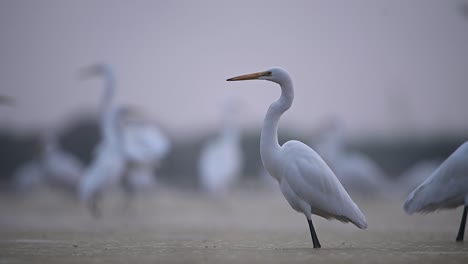 flock of birds fishing in fog