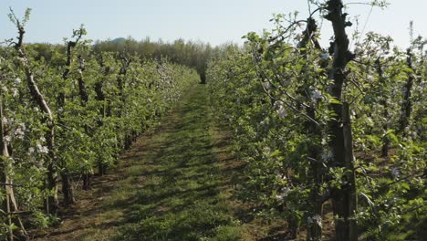 drone - aerial shot of a sunny white apple blossom with bees on a big field 30p