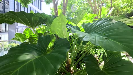vibrant tropical plants basking in sunlight amidst urban architecture in bangkok, showcasing natural beauty and city life harmony