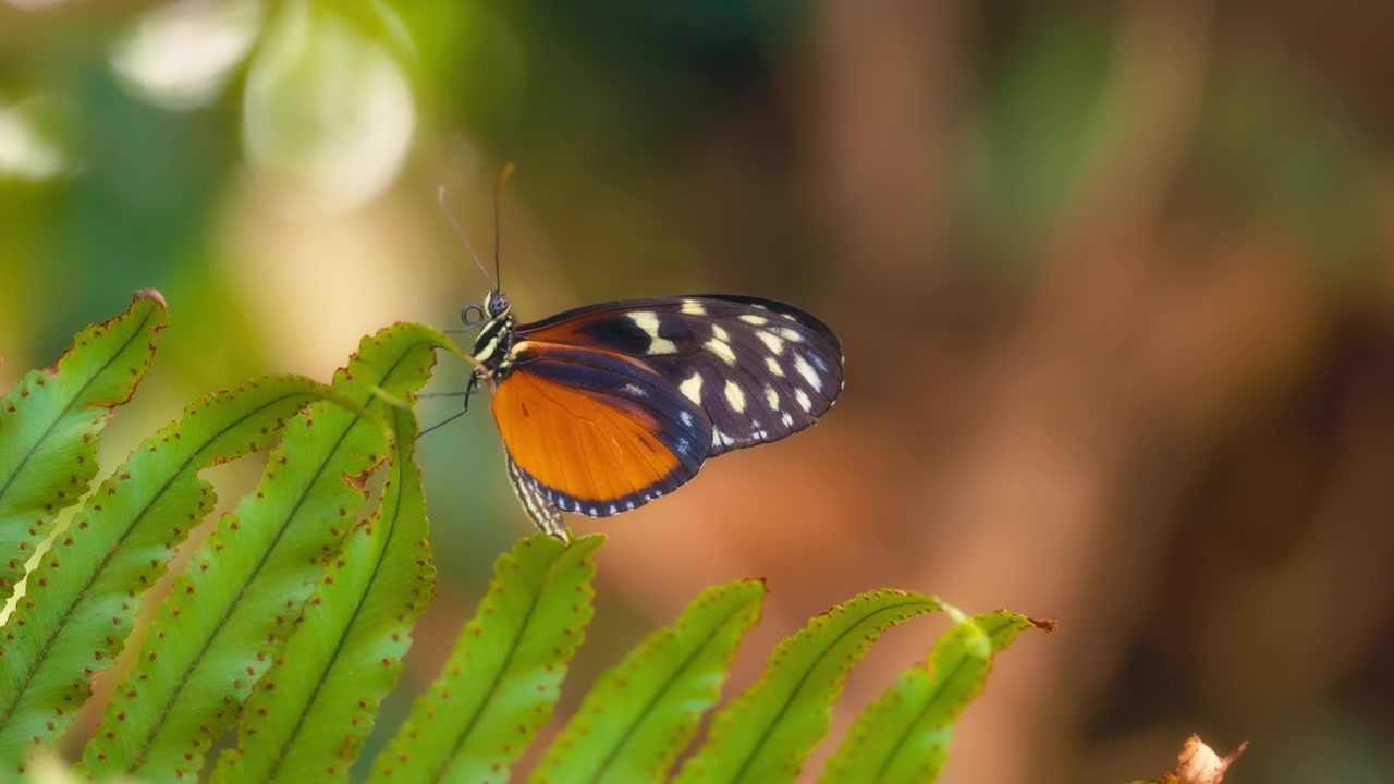 Farfalla longwing posata su una pianta verde