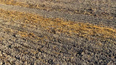 Agriculture-field-ready-to-sowing-another-crop-after-harvesting