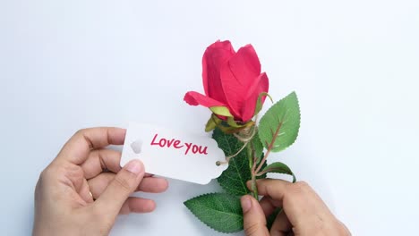 red rose with "love you" tag in hands