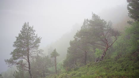 Nebelwald-Am-Frühen-Morgen-In-Den-Bergen