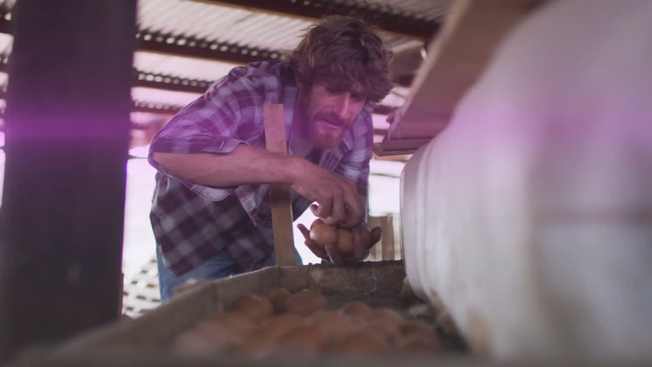 Mushroom farm worker scanning trough for ripe clusters then plucking brown mushrooms and inspecting