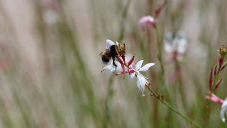 bumblebee interacting with white flower in saint emilion