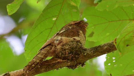 Shaking-its-body-on-top-of-its-nest,-stretches-out-its-whole-length,-nestlings-open-their-mouths,-Horsfield's-Frogmouth,-Batrachostomus-javensis,-Kaeng-Krachan-National-Park,-Thailand