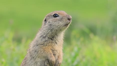 mountain caucasian ground squirrel or elbrus ground squirrel (spermophilus musicus) is a rodent of the genus of ground squirrels.