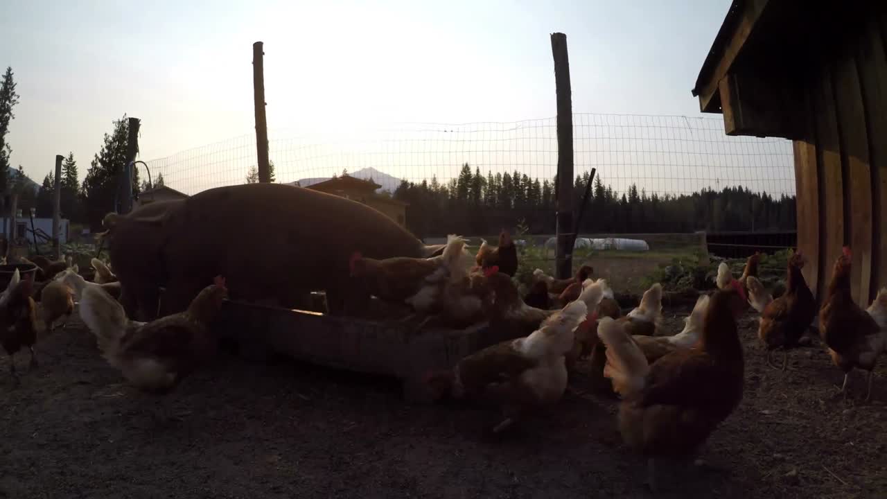 Maiali e gallina che mangiano nella fattoria 4k