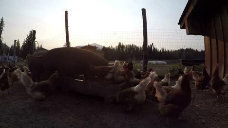 pigs and hen having food in the farm 4k