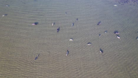 4K-aerial-drone-shot-overlooking-Sea-Lions-at-Bandon-beach-in-Oregon