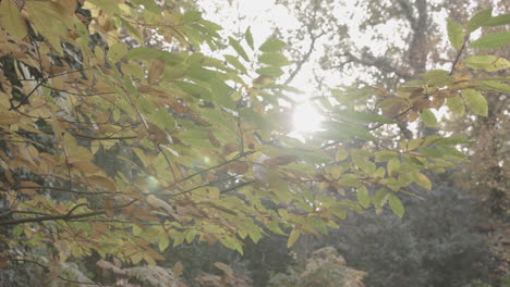 autumn - fall sunlight breaks through trees as camera pans around branch