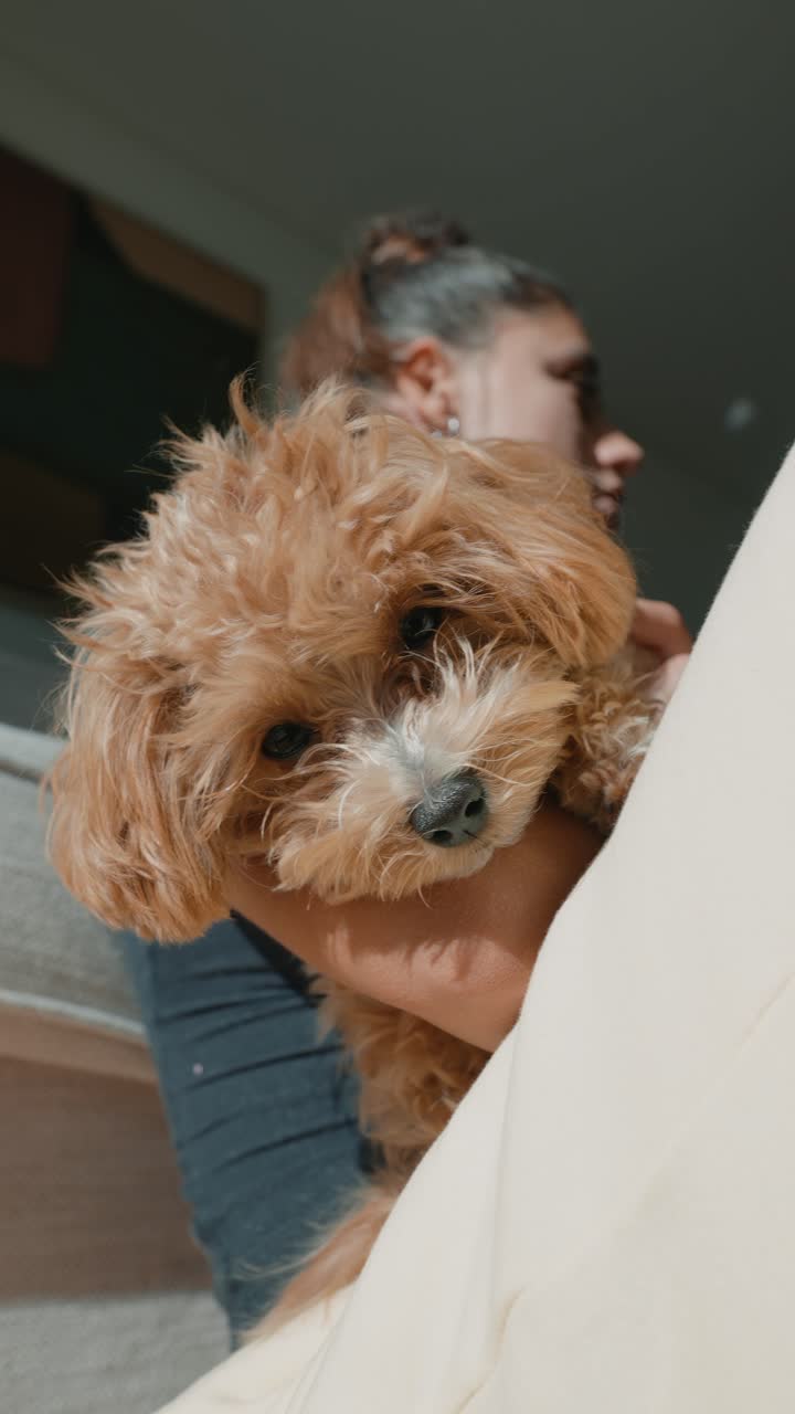 Adorabile cucciolo marrone e soffice tenuto in braccio da una persona al chiuso