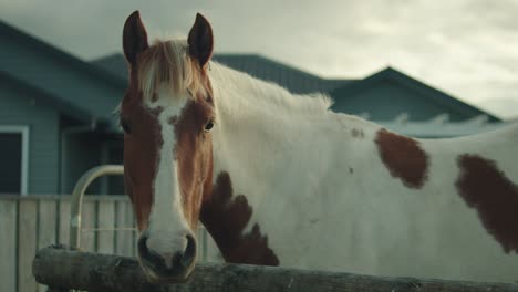 Portrait-of-white-and-brown-paint-horse-on-farm