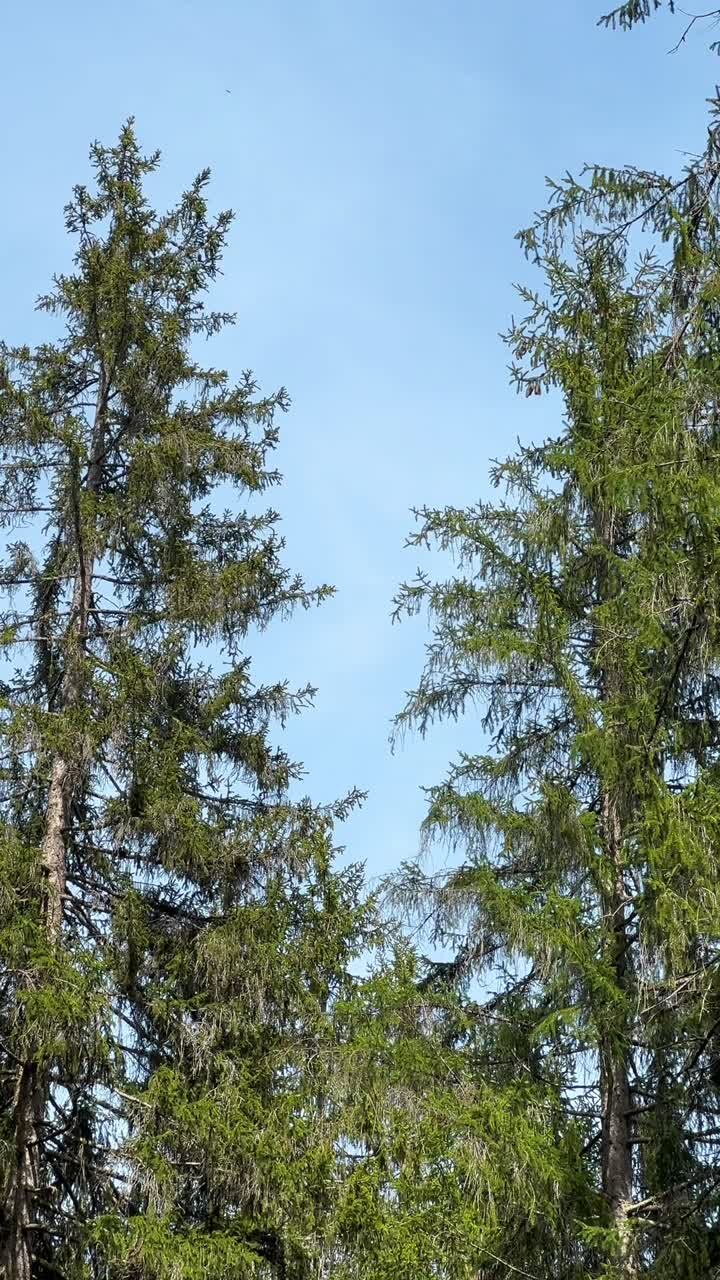 Alberi di conifere Larice europeo Abete rosso che si protendono verso un cielo azzurro