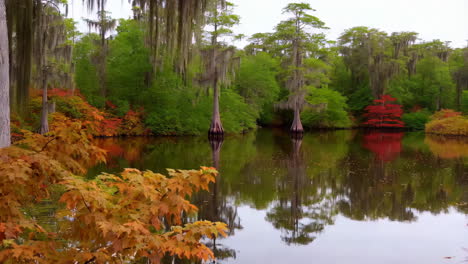 autumn cypress trees reflected in a tranquil pond