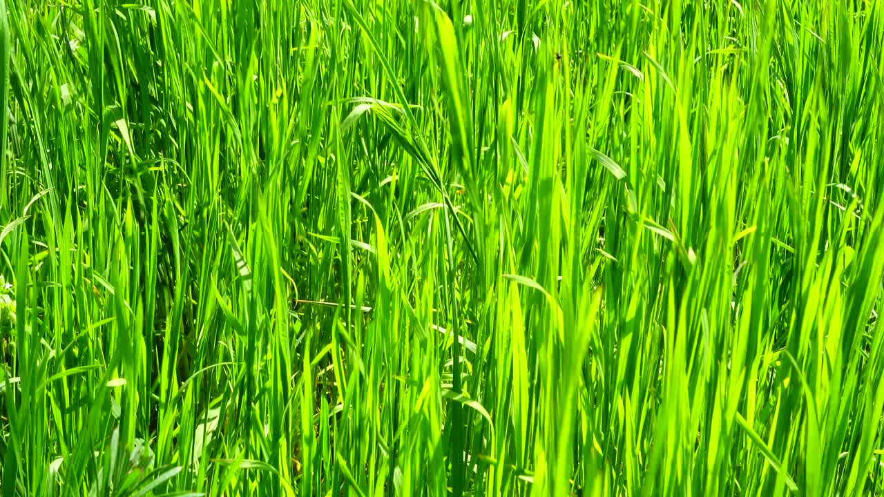 Lo scatto è più fresco dell'erba verde
