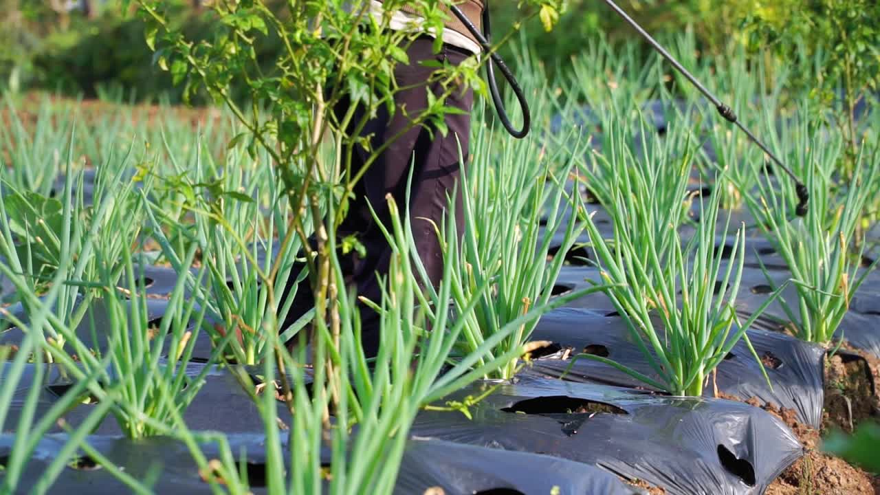 un agricultor mantiene la plantación de hortalizas