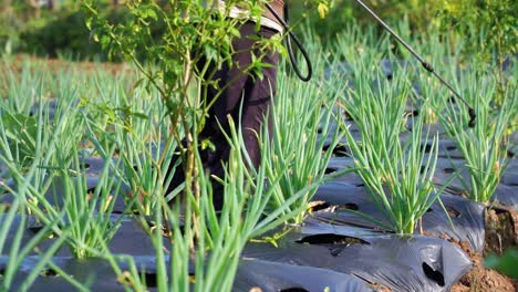 a farmer maintain the vegetable plantation