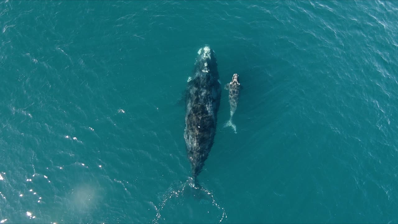 무지개 스프레이를 만드는 아름다운 고래 호흡 - 공중 탑 뷰 샷